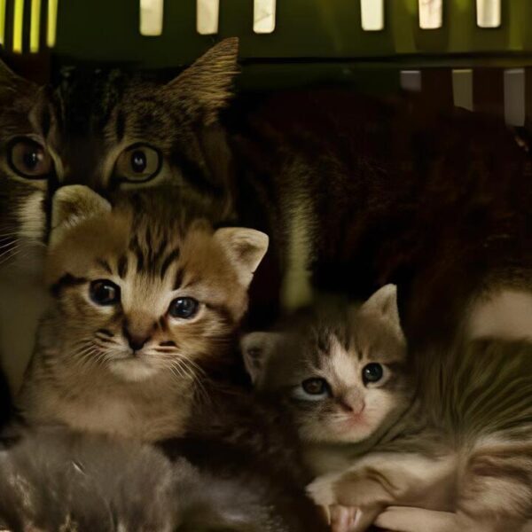 I Mici di Lory: tanti cuccioli, e non, in cerca di famiglia…urgentemente!