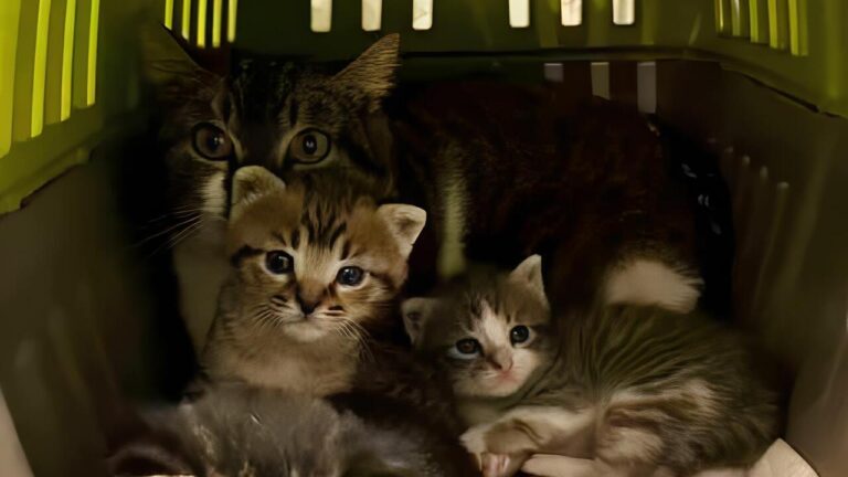 Cuccioli I Mici di Lory