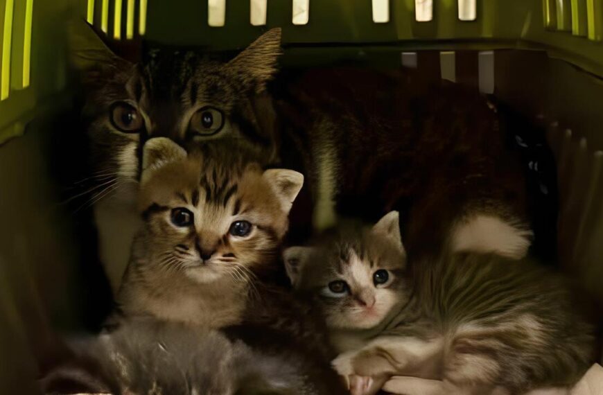 Cuccioli I Mici di Lory