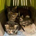 Cuccioli I Mici di Lory