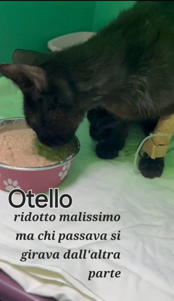 cuccioli bisognosi gattini