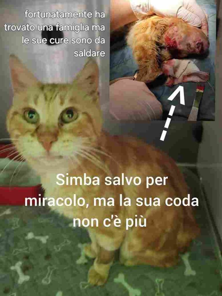 cuccioli bisognosi gattini