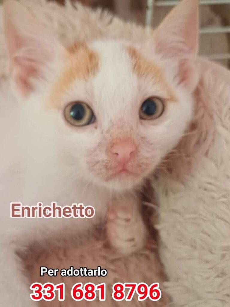 gattini pappa cuccia