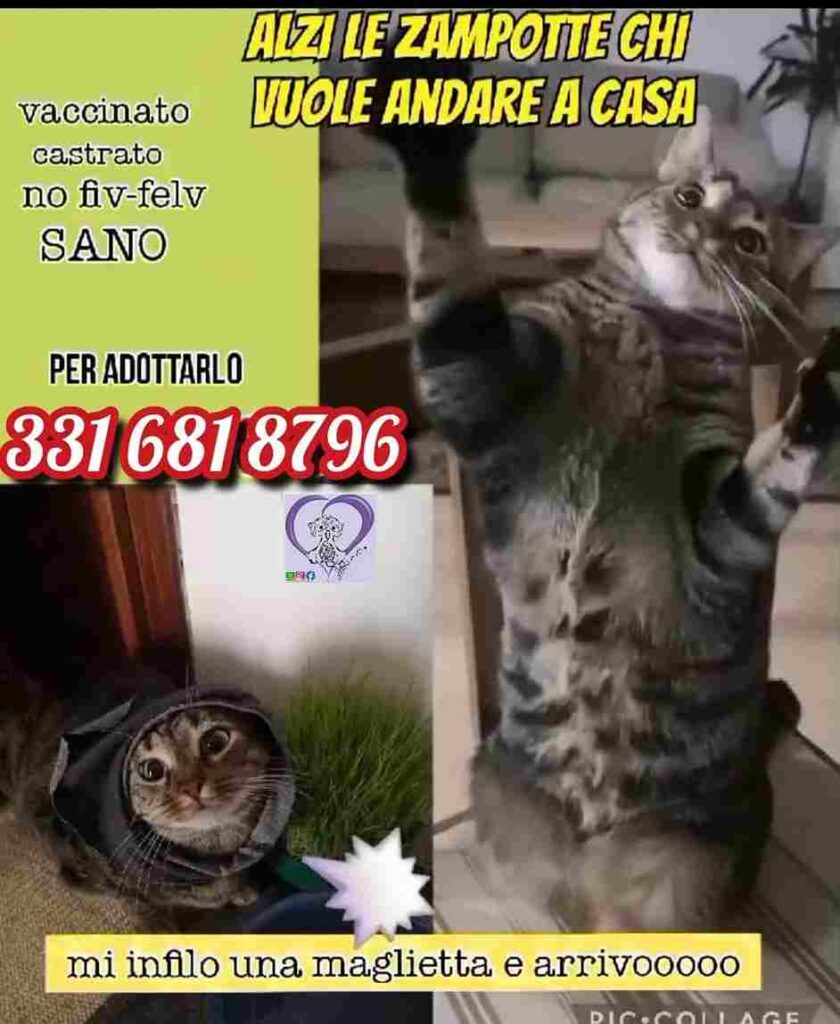 gattini pappa cuccia