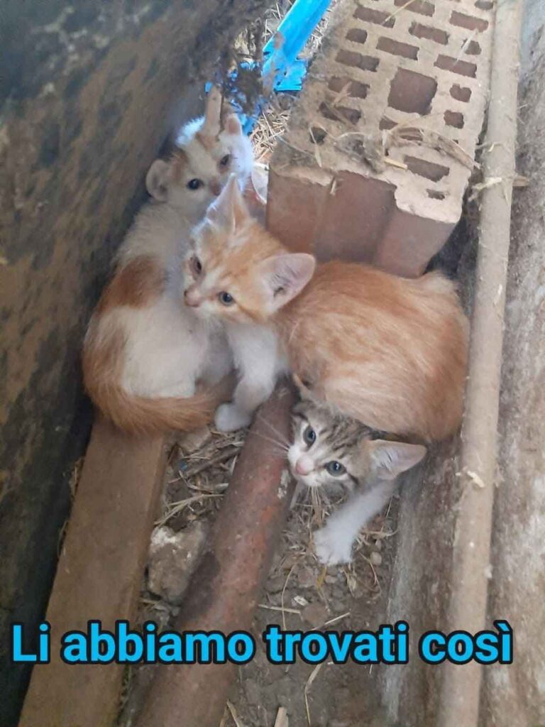 mici adozione coppia