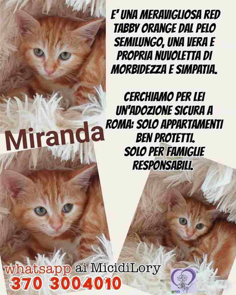 mici adozione coppia