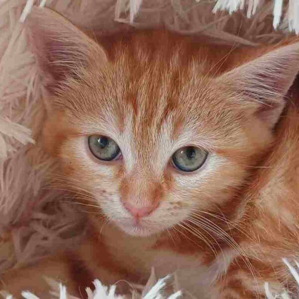 I Mici di Lory: adottare un gattino è una scelta d’amore