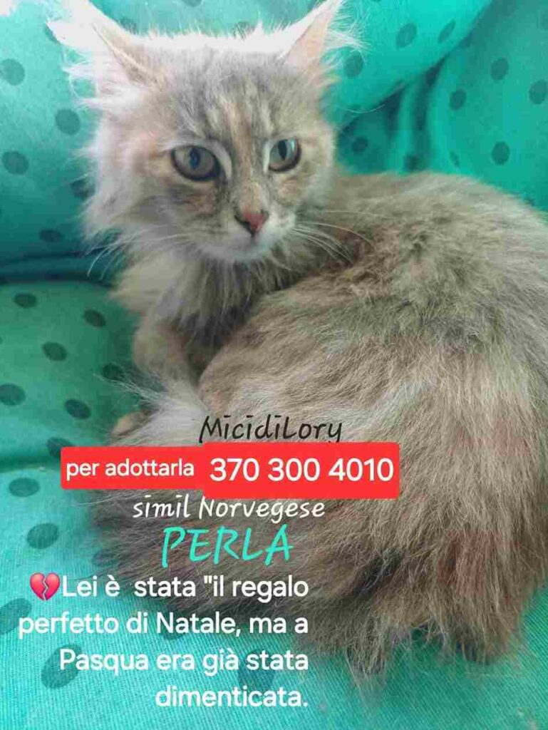 gattini in coppia adozione