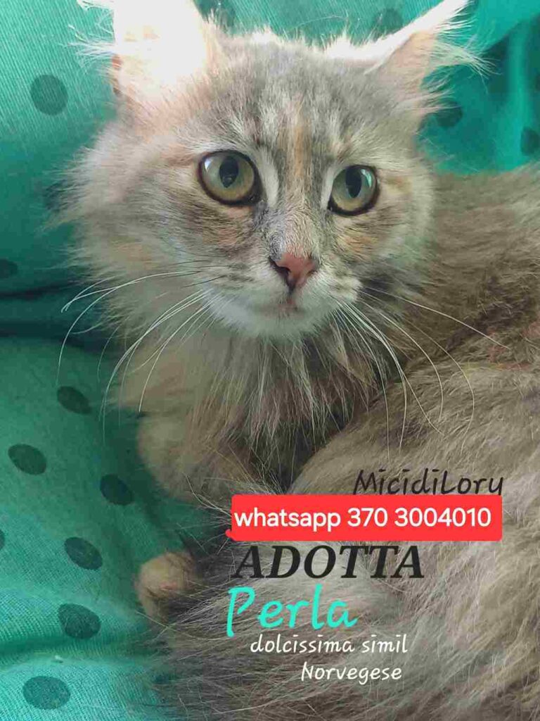 gattini in coppia adozione