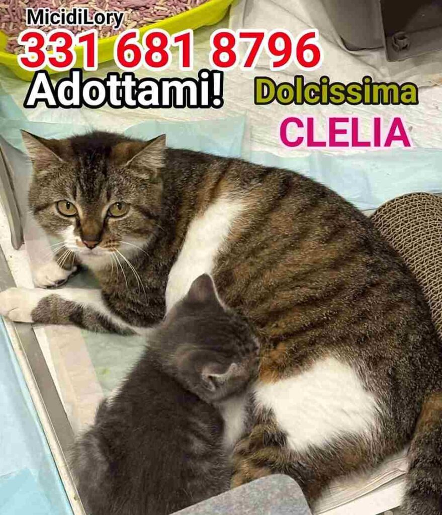 gattini in coppia adozione