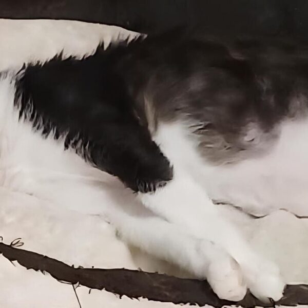 I Mici di Lory: tanti gattini da adottare in coppia