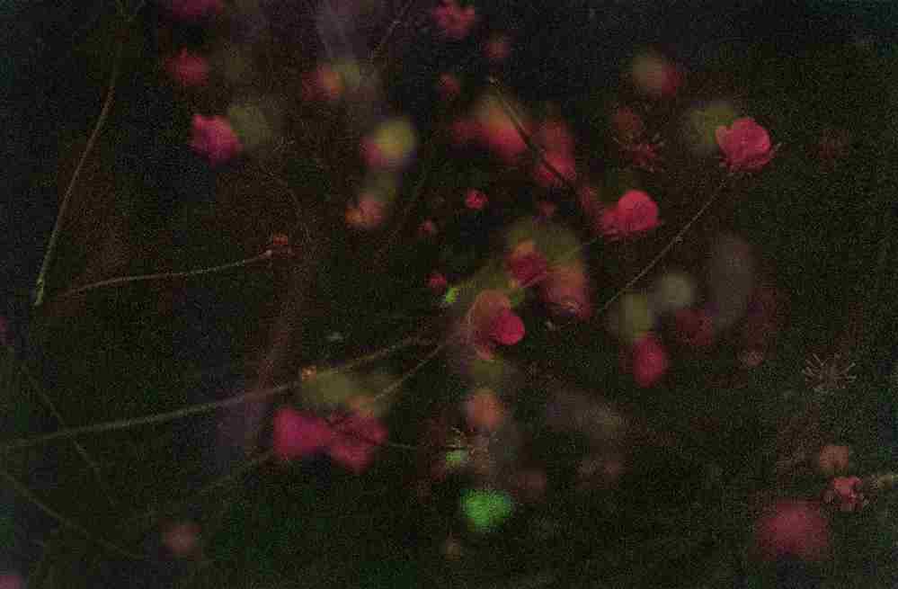 Daydreams Mirta Lispi