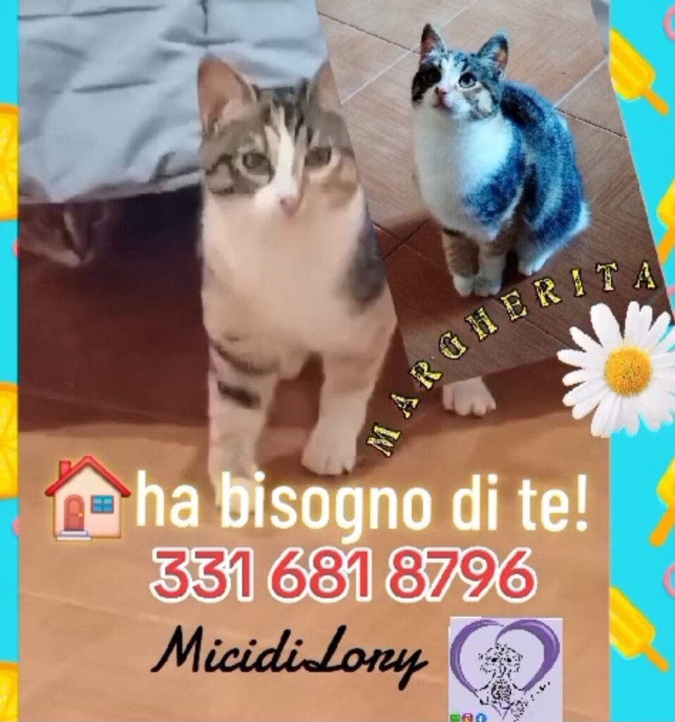 cuccioli bisognosi gattini