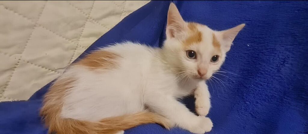 Gattini Mici di Lory