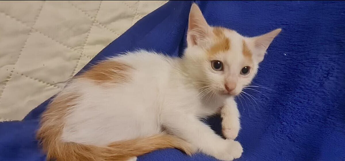 Gattini Mici di Lory