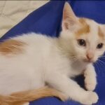 Gattini Mici di Lory