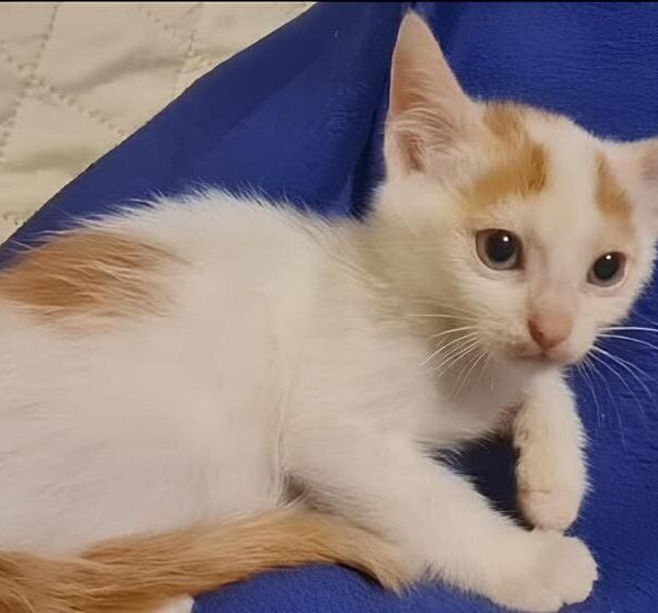 I Mici di Lory: gattini in cerca di una famiglia e di tanto amore