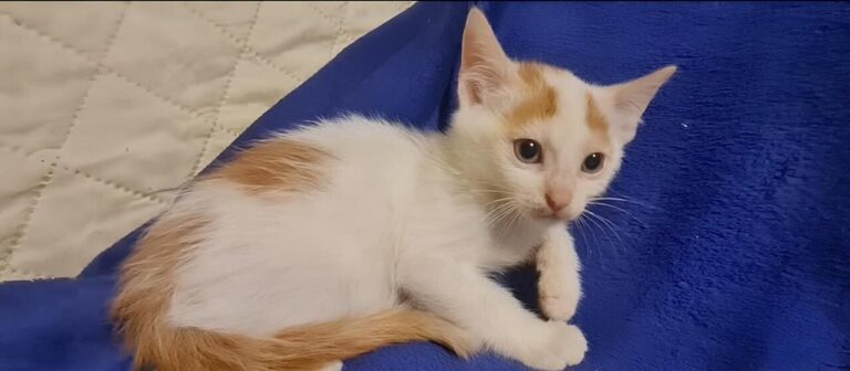 Gattini Mici di Lory