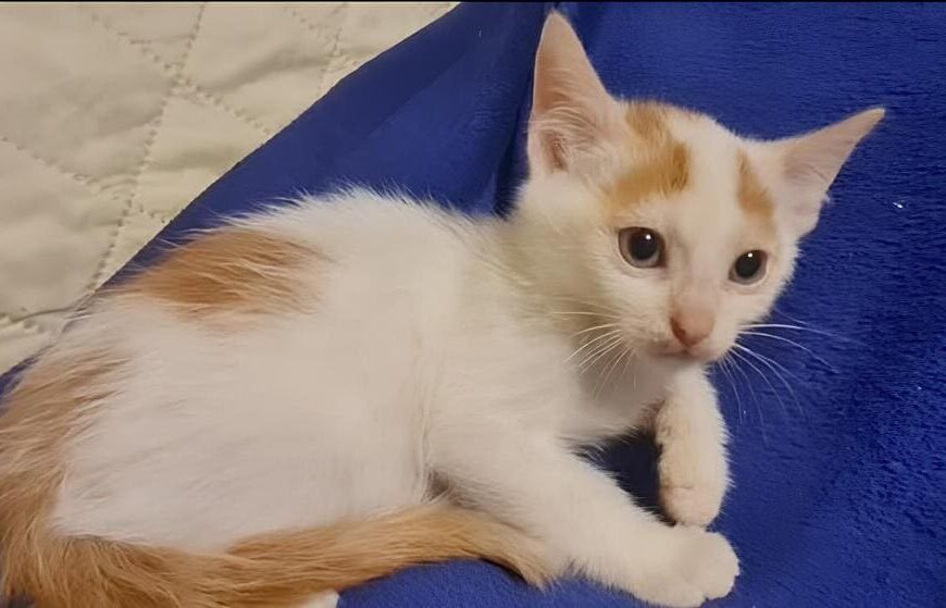 Gattini Mici di Lory