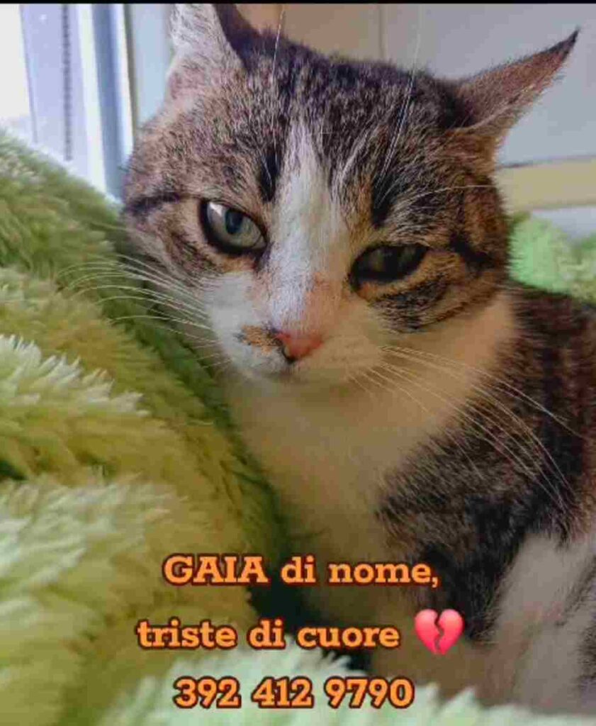 gattini pappa cuccia