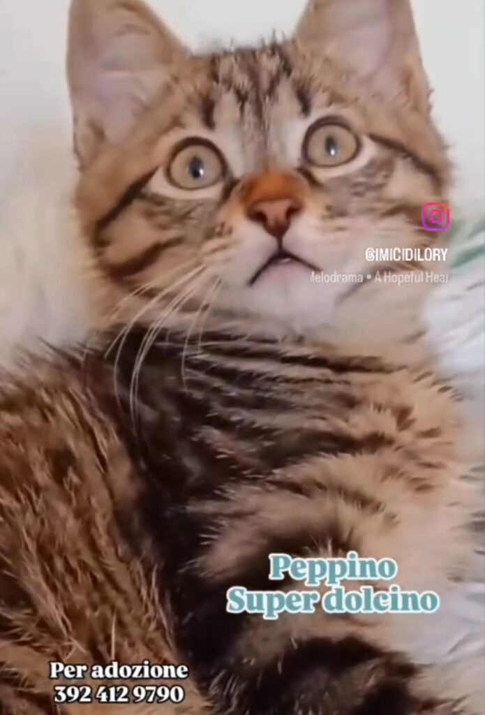mici adozione coppia
