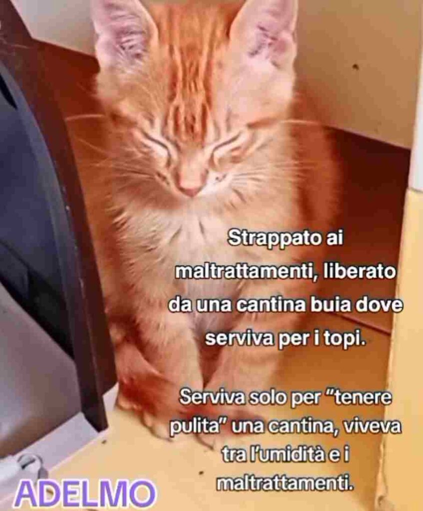 mici adozione coppia