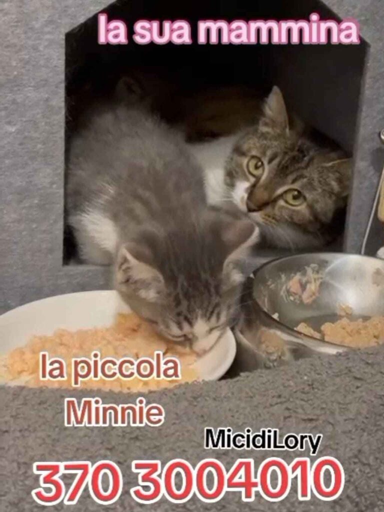 gattini in coppia adozione