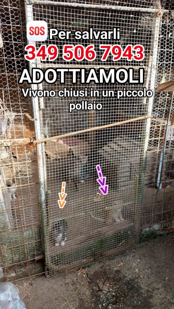 gattino adottare fusa codina