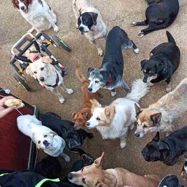 La Casa dei Catorci: tanti cagnolini e gattini che hanno bisogno di te