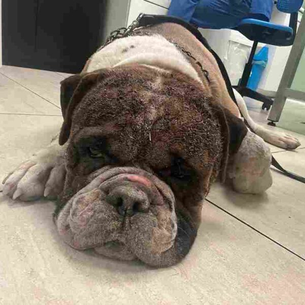 Aiutiamo Ron: giovane e sfortunato bulldog americano che ha tanto bisogno di qualcuno che lo ami