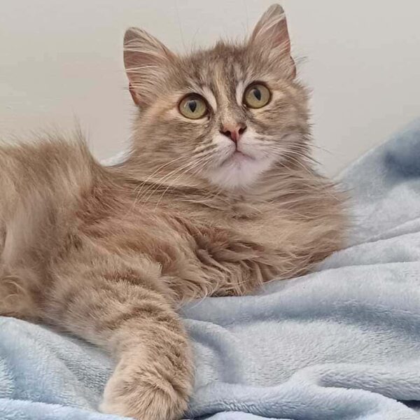 Torna la Lotteria a favore de I Mici di Lory, partecipate e non abbandonate questi meravigliosi gattini