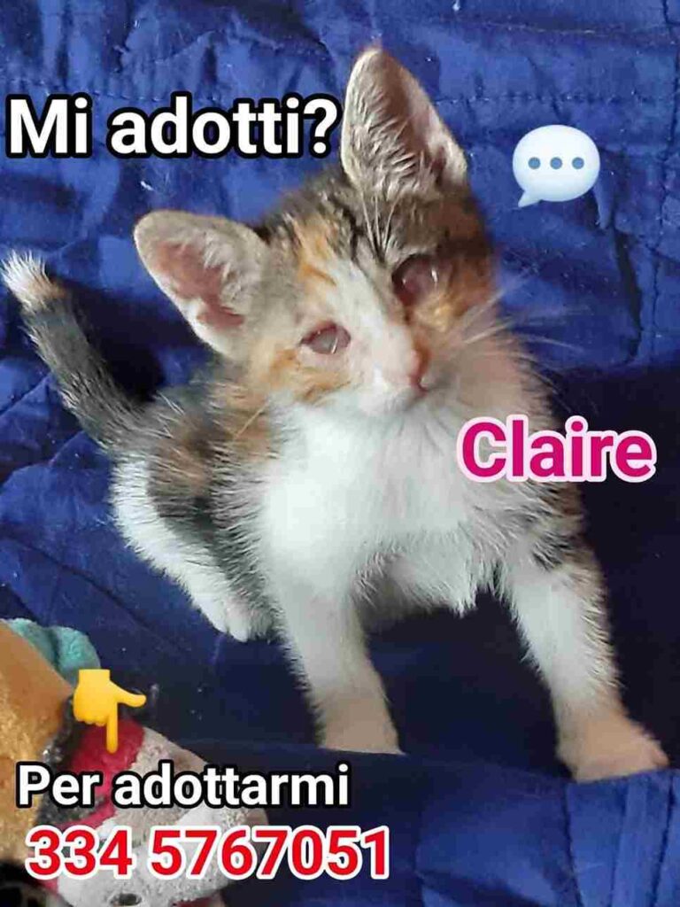 Lotteria gattini