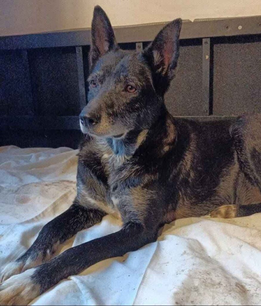 La Casa dei Catorci adozione cagnolina