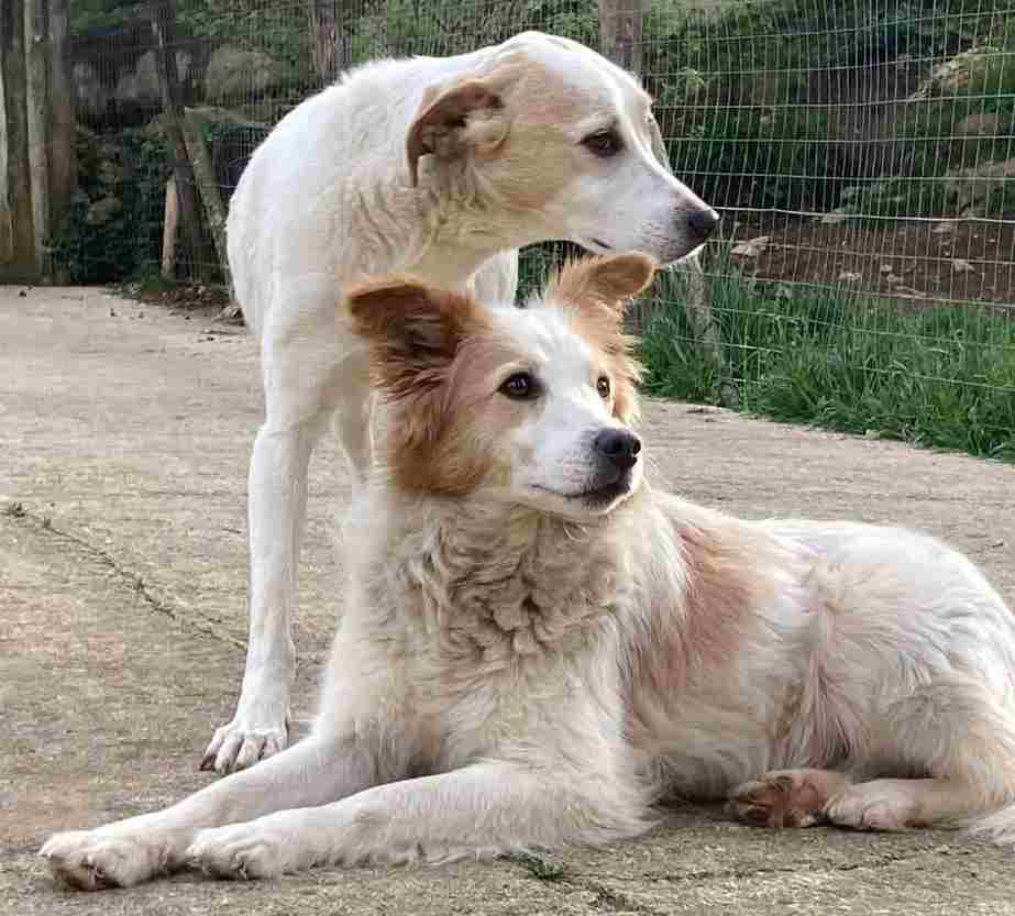 La Casa dei Catorci adozione cagnolina