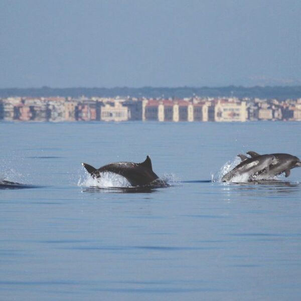 Eventi culturali Ostia Antica