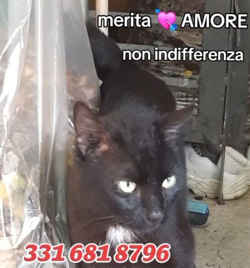 gattino adottare fusa codina