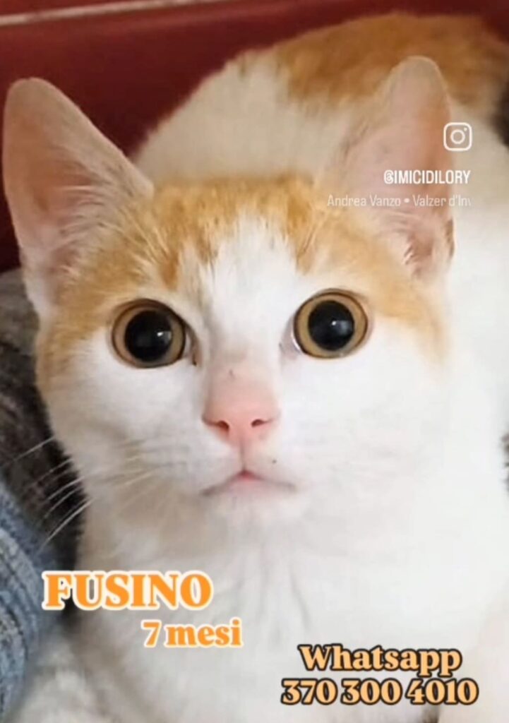 gattino adottare fusa codina