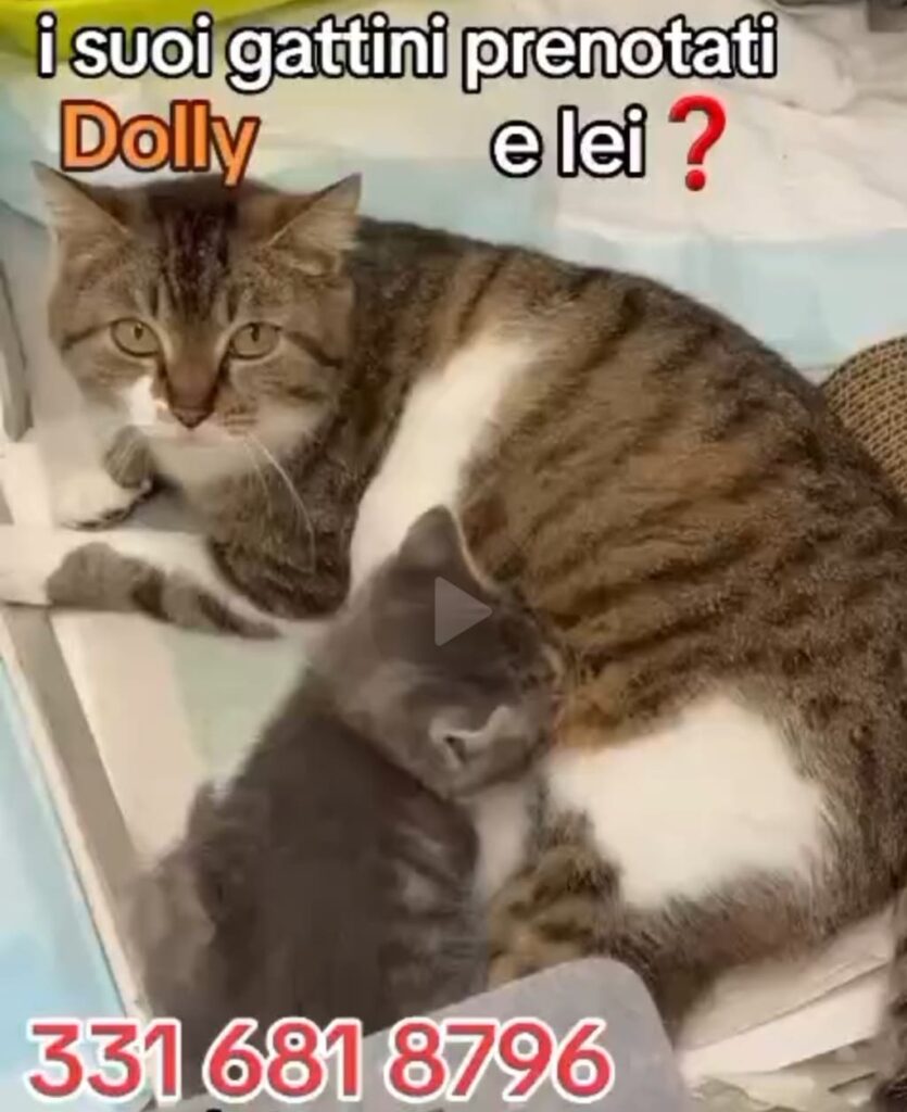 gattino adottare fusa codina