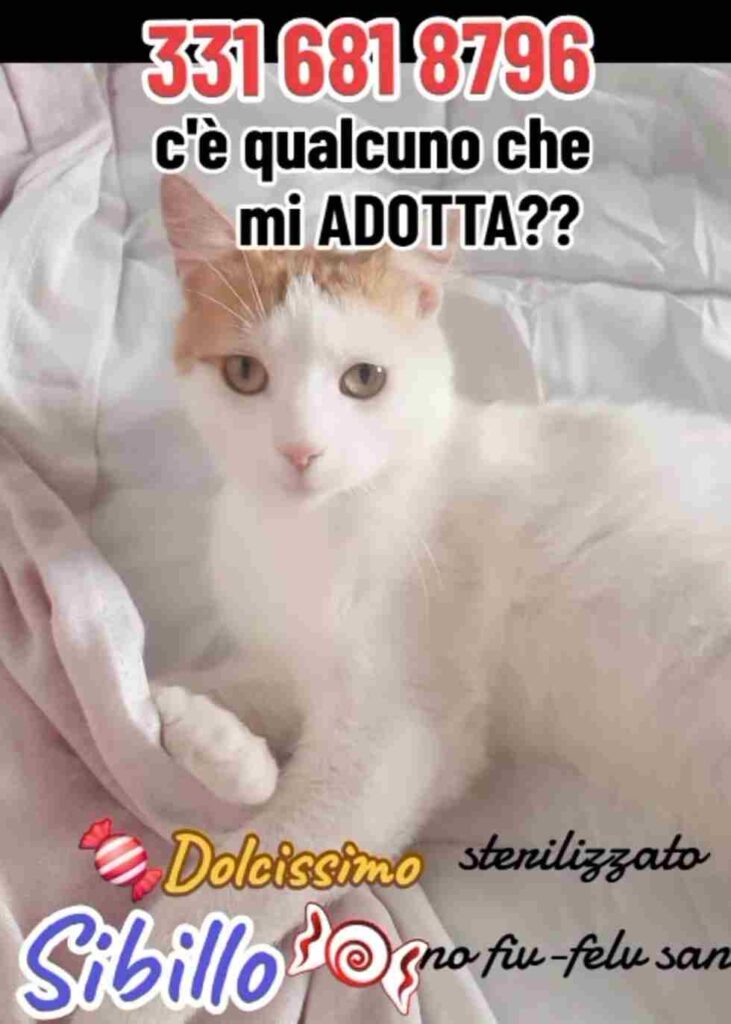 Lotteria gattini