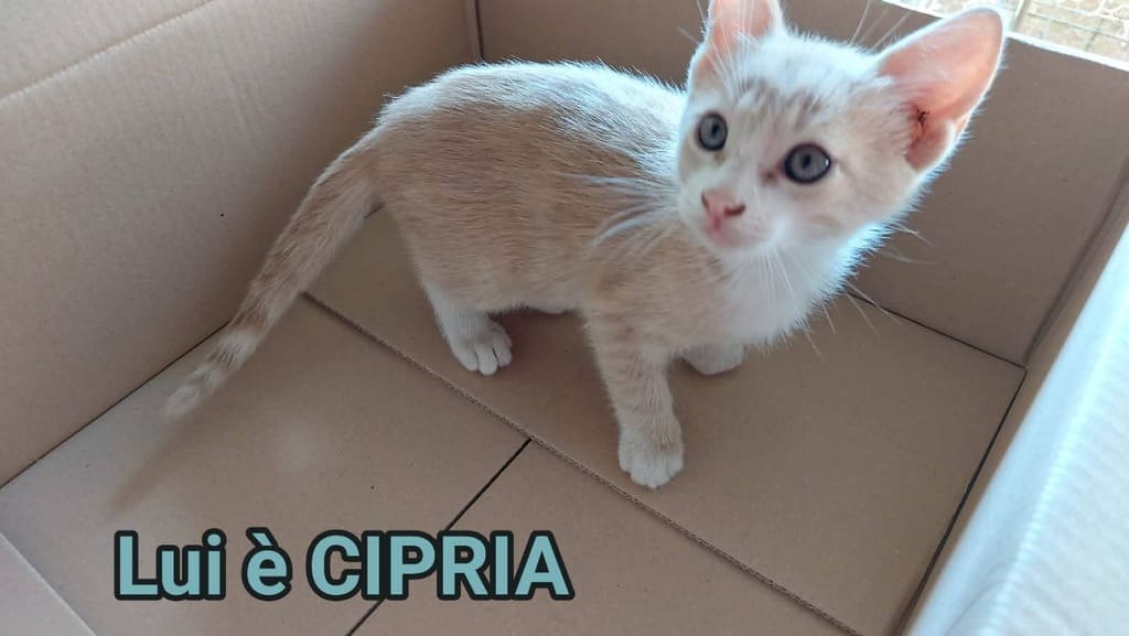 gattino adottare fusa codina