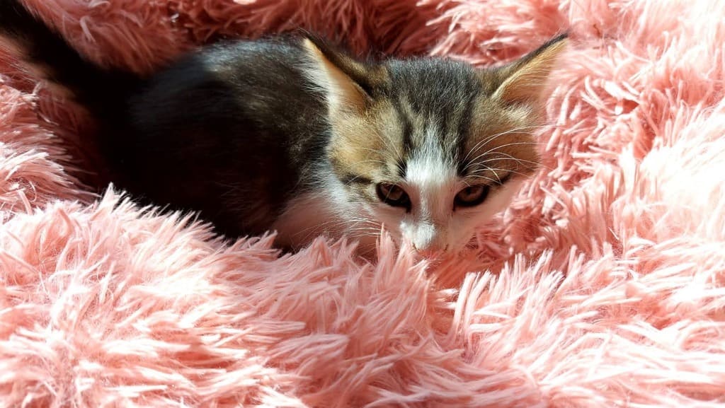 gattino adottare fusa codina