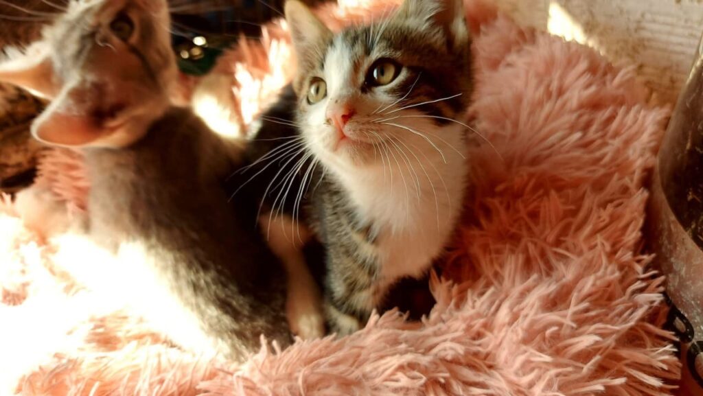 gattino adottare fusa codina