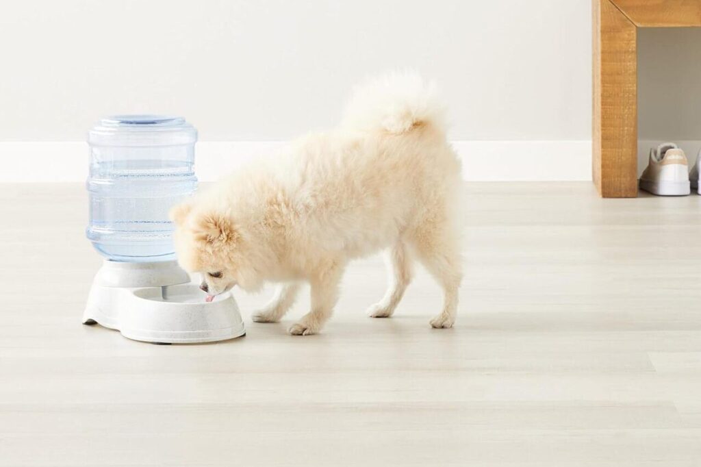 Distributore di acqua per animali domestici