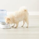 Distributore di acqua per animali domestici
