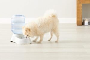 Distributore di acqua per animali domestici