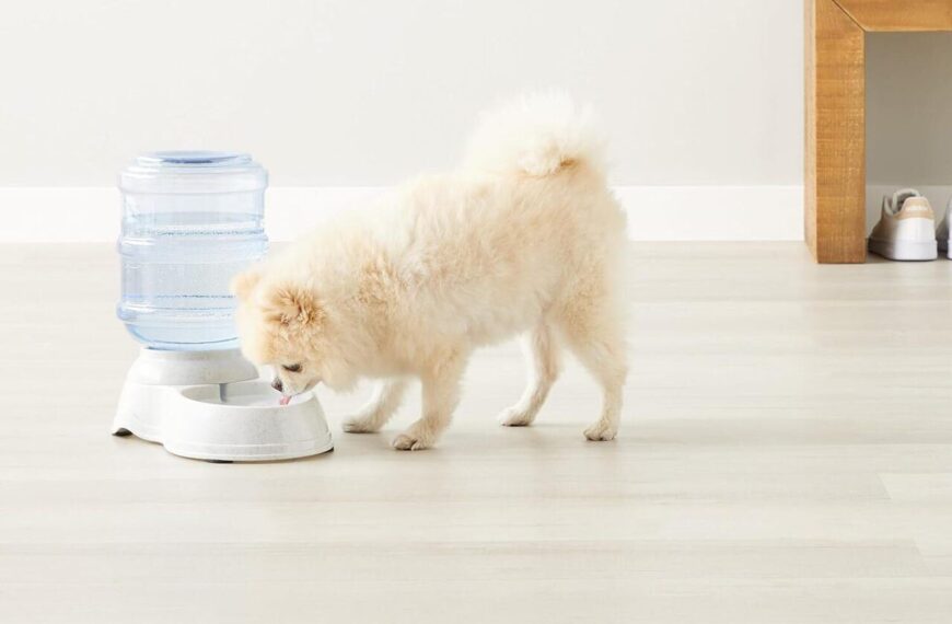 Distributore di acqua per animali domestici