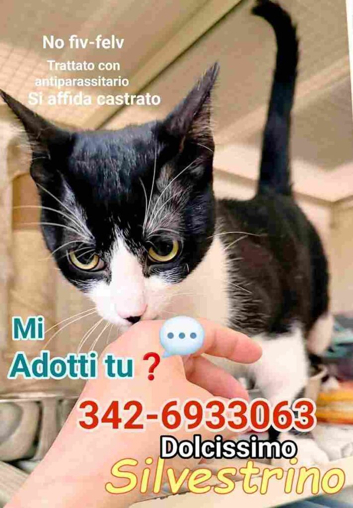 gattini bellezza