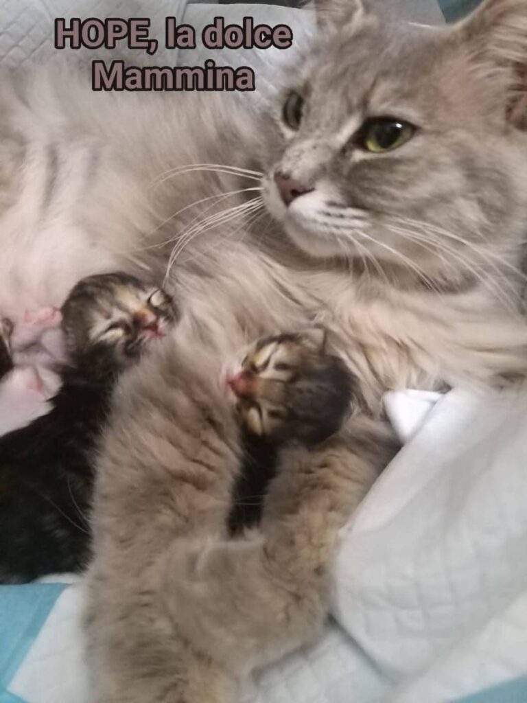 gattini bellezza
