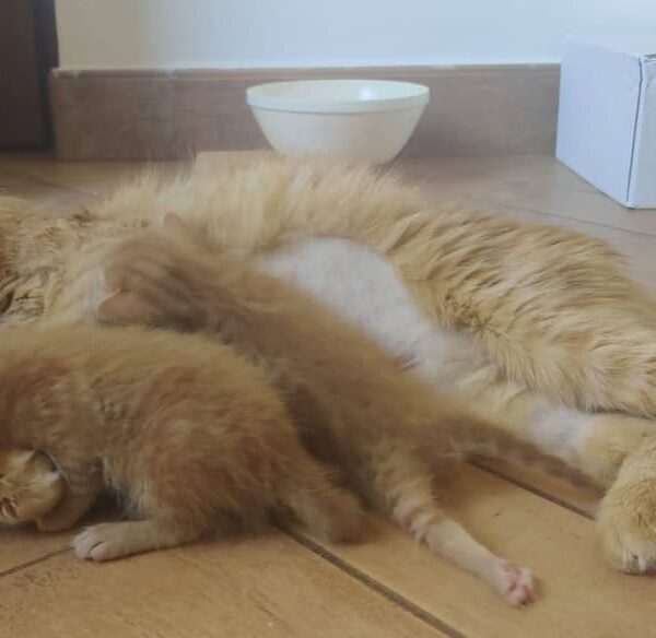 I Mici di Lory: tra di loro potrebbe esserci il gattino, o i gattini, di cui vi innamorerete