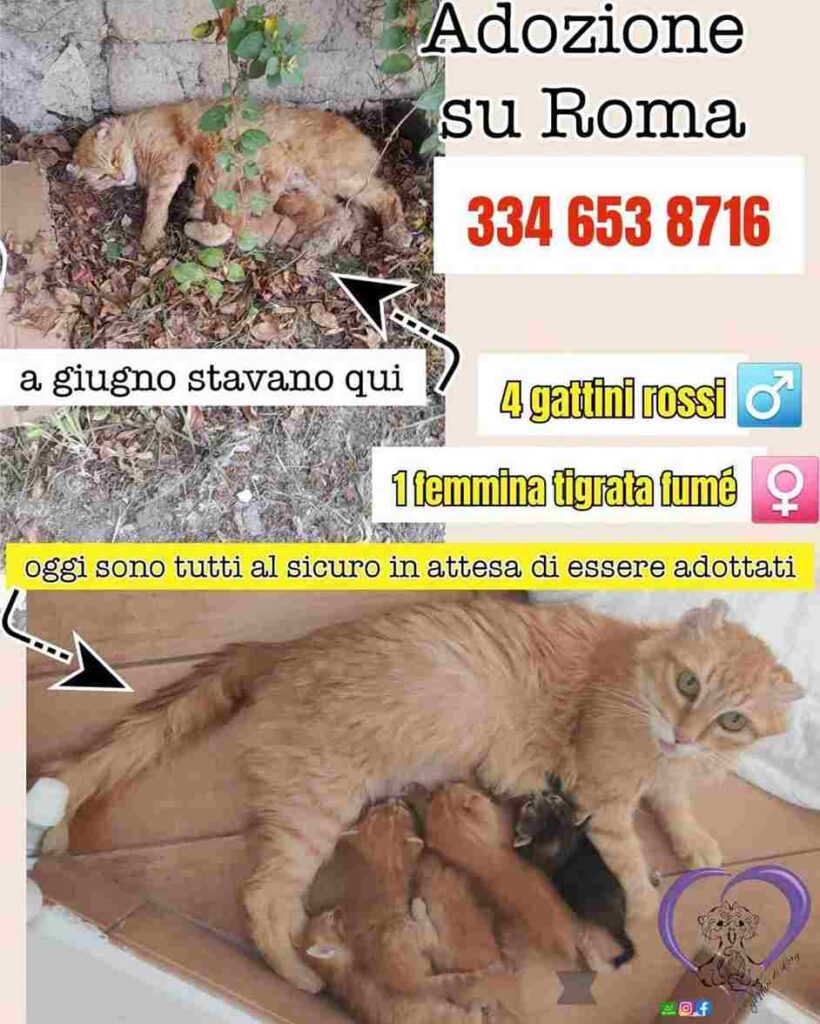 gattini belklezza